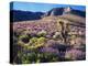 California, Sierra Nevada, Lupine and a Joshua Tree, Nine Mile Canyon-Christopher Talbot Frank-Premier Image Canvas