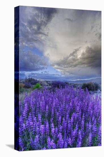 California, Sierra Nevada Mountains. Inyo Bush Lupine Blooming-Jaynes Gallery-Premier Image Canvas