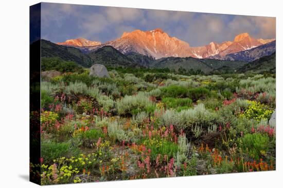 California, Sierra Nevada Mountains. Wildflowers Bloom in Valley-Jaynes Gallery-Premier Image Canvas