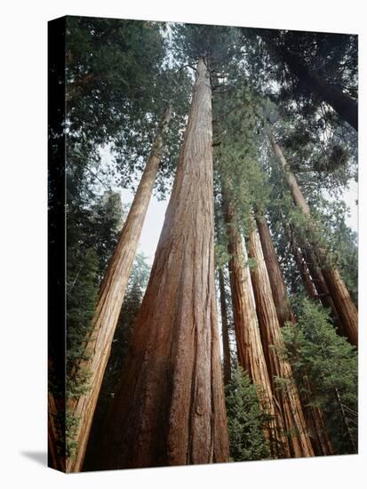 California, Sierra Nevada. Old Growth Sequoia Redwood Trees-Christopher Talbot Frank-Premier Image Canvas