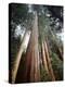 California, Sierra Nevada. Old Growth Sequoia Redwood Trees-Christopher Talbot Frank-Premier Image Canvas