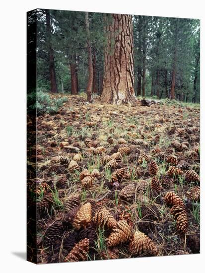 California, Sierra Nevada, Ponderosa Pine Tree and Pine Cones-Christopher Talbot Frank-Premier Image Canvas