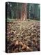 California, Sierra Nevada, Ponderosa Pine Tree and Pine Cones-Christopher Talbot Frank-Premier Image Canvas