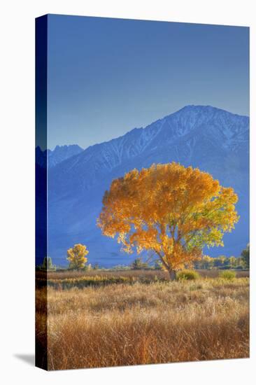 California, Sierra Nevada Range. Backlit Cottonwood Tree in Owens Valley-Jaynes Gallery-Premier Image Canvas