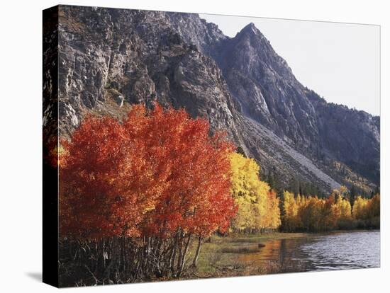 California, Sierra Nevada, Red Color Aspens Along Grant Lake, Inyo Nf-Christopher Talbot Frank-Premier Image Canvas