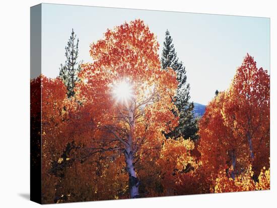 California, Sierra Nevada, Sunset Through Red Color Aspens in Inyo Nf-Christopher Talbot Frank-Premier Image Canvas