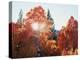 California, Sierra Nevada, Sunset Through Red Color Aspens in Inyo Nf-Christopher Talbot Frank-Premier Image Canvas