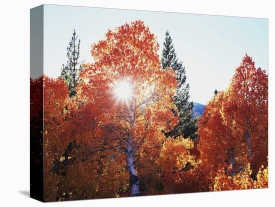 California, Sierra Nevada, Sunset Through Red Color Aspens in Inyo Nf-Christopher Talbot Frank-Premier Image Canvas