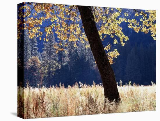 California, Sierra Nevada, Yosemite National Park, a Backlit California Black Oak-Christopher Talbot Frank-Premier Image Canvas