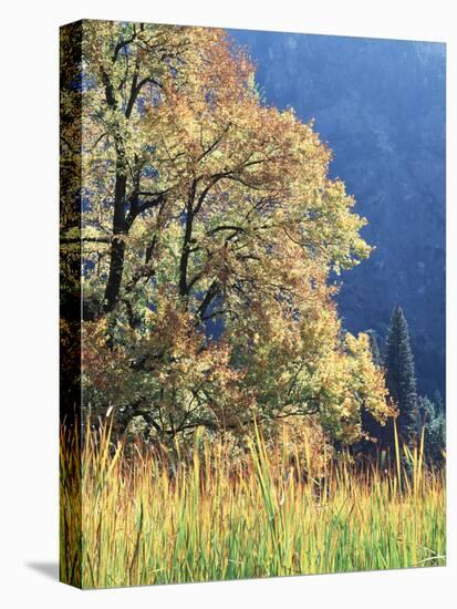 California, Sierra Nevada, Yosemite National Park, Cattails and Black Oak-Christopher Talbot Frank-Premier Image Canvas