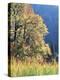 California, Sierra Nevada, Yosemite National Park, Cattails and Black Oak-Christopher Talbot Frank-Premier Image Canvas