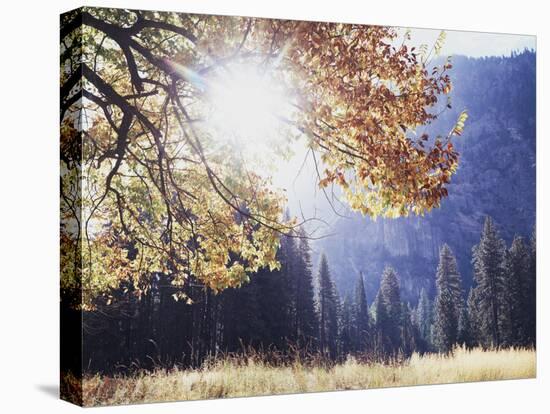 California, Sierra Nevada, Yosemite National Park, Fall Colors of a Black Oak-Christopher Talbot Frank-Premier Image Canvas
