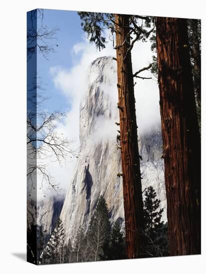 California, Sierra Nevada, Yosemite National Park, Incense Cedar and El Capitan-Christopher Talbot Frank-Premier Image Canvas