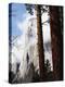 California, Sierra Nevada, Yosemite National Park, Incense Cedar and El Capitan-Christopher Talbot Frank-Premier Image Canvas