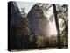 California, Sierra Nevada, Yosemite National Park, Ponderosa Pine Tree in Meadow-Christopher Talbot Frank-Premier Image Canvas