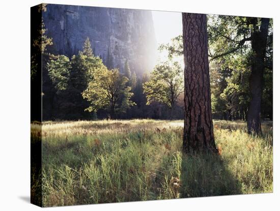 California, Sierra Nevada, Yosemite National Park, Sunset and a Ponderosa Pine-Christopher Talbot Frank-Premier Image Canvas