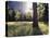 California, Sierra Nevada, Yosemite National Park, Sunset and a Ponderosa Pine-Christopher Talbot Frank-Premier Image Canvas