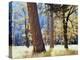 California, Sierra Nevada, Yosemite National Park, Trees in Yosemite Valley-Christopher Talbot Frank-Premier Image Canvas