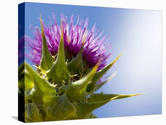 California Thistle, Cirsium Arvense, Lafayette Reservoir, Lafayette, California, Usa-Paul Colangelo-Premier Image Canvas