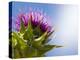 California Thistle, Cirsium Arvense, Lafayette Reservoir, Lafayette, California, Usa-Paul Colangelo-Premier Image Canvas