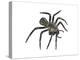 California Trapdoor Spider (Bothriocyrtum Californicum), Arachnids-Encyclopaedia Britannica-Stretched Canvas