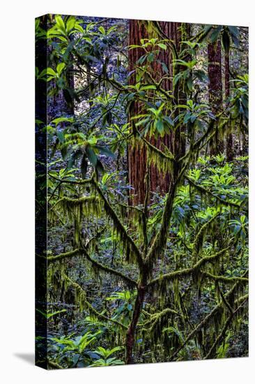 California, USA, Jedediah Smith Redwoods State Park, Redwoods National Park-Joe Restuccia III-Premier Image Canvas