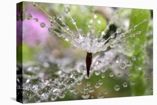 California. Water Droplets on Dandelion and Spider Web-Jaynes Gallery-Premier Image Canvas