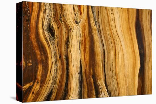 California, White Mountains. Patterns in Bristlecone Pine Wood-Don Paulson-Premier Image Canvas