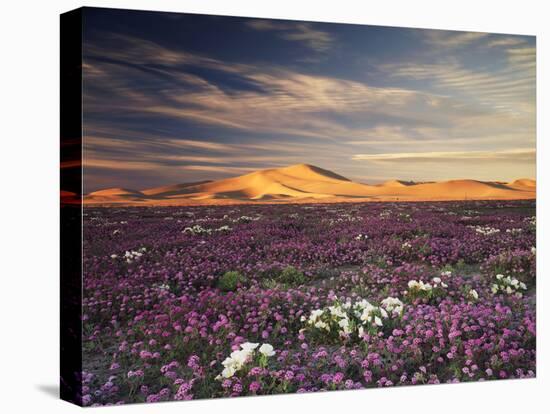 California, Wildflowers on the Dumont Dunes in the Mojave Desert-Christopher Talbot Frank-Premier Image Canvas