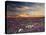 California, Wildflowers on the Dumont Dunes in the Mojave Desert-Christopher Talbot Frank-Premier Image Canvas