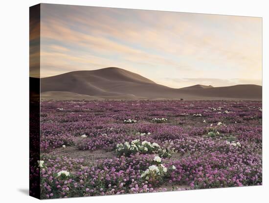 California, Wildflowers on the Dumont Dunes in the Mojave Desert-Christopher Talbot Frank-Premier Image Canvas