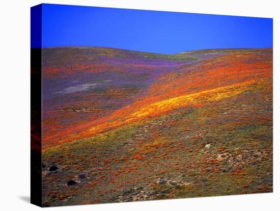 California Wildflowers-Jody Miller-Premier Image Canvas