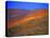 California Wildflowers-Jody Miller-Premier Image Canvas