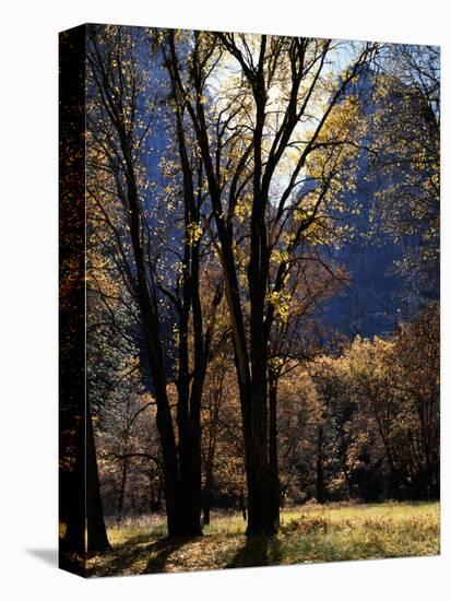 California, Yosemite National Park. Backlit Black Oak Trees in El Cap Meadow-Jaynes Gallery-Premier Image Canvas