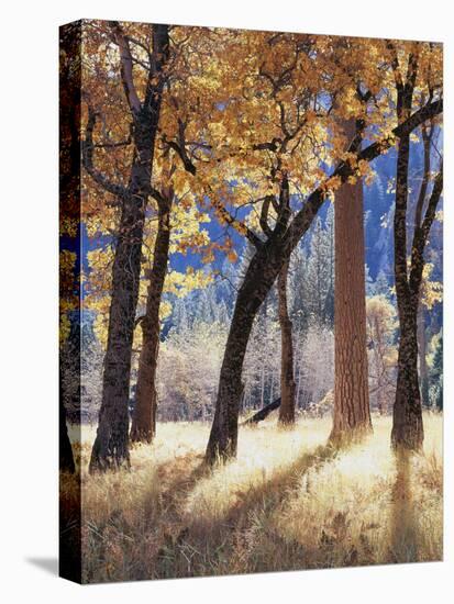 California, Yosemite National Park, California Black Oak Trees in a Meadow-Christopher Talbot Frank-Premier Image Canvas