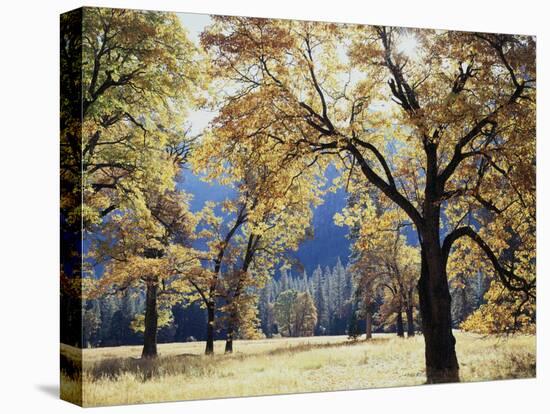 California, Yosemite National Park, California Black Oak Trees in a Meadow-Christopher Talbot Frank-Premier Image Canvas