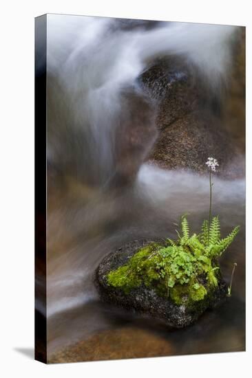 California. Yosemite National Park. Flowering Fern and Moss Growing on Boulder in Rushing Stream-Judith Zimmerman-Premier Image Canvas