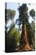 California, Yosemite National Park, Mariposa Grove of Giant Sequoia, the Colombia-Bernard Friel-Premier Image Canvas