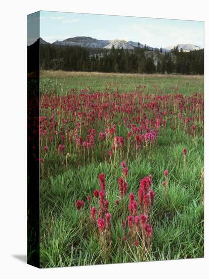 California, Yosemite NP, Indian Paintbrush in Tuolumne Meadows-Christopher Talbot Frank-Premier Image Canvas