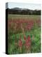 California, Yosemite NP, Indian Paintbrush in Tuolumne Meadows-Christopher Talbot Frank-Premier Image Canvas