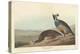 Californian Partridge, 1838-John James Audubon-Premier Image Canvas