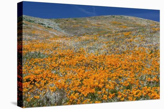 Californian Poppies (Eschscholzia)-Bob Gibbons-Premier Image Canvas