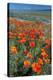 Californian Poppies (Eschscholzia)-Bob Gibbons-Premier Image Canvas