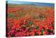 Californian Poppies (Eschscholzia)-Bob Gibbons-Premier Image Canvas