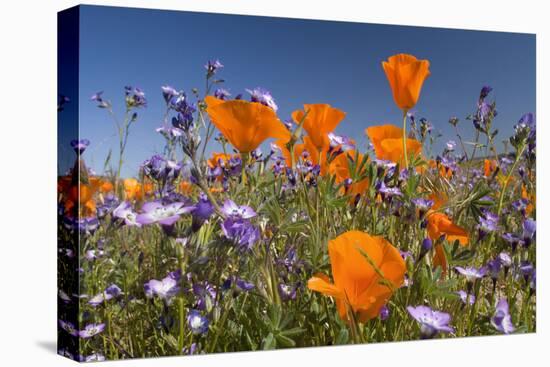 Californian Poppy and Violet Davy Gilia-null-Premier Image Canvas