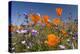 Californian Poppy and Violet Davy Gilia-null-Premier Image Canvas