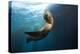 Californian Sea Lion, Zalophus Californianus, Cedros Iceland, Mexico-Reinhard Dirscherl-Premier Image Canvas