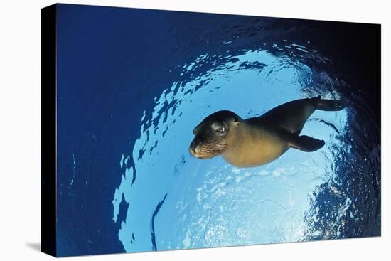 Californian Sea Lion, Zalophus Californianus, Mexico, Sea of Cortez, Baja California, La Paz-Reinhard Dirscherl-Premier Image Canvas