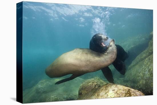 Californian Sea Lion (Zalophus Californianus)-Reinhard Dirscherl-Premier Image Canvas