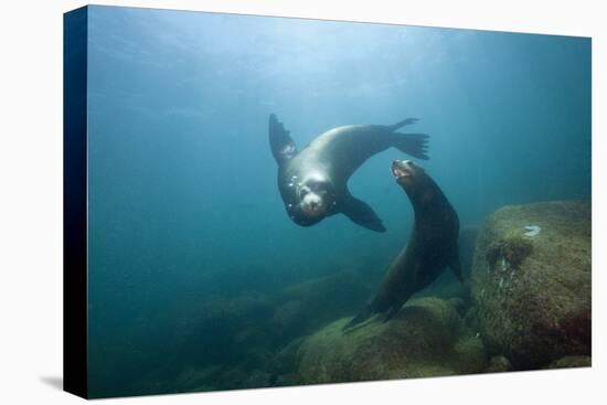 Californian Sea Lion (Zalophus Californianus)-Reinhard Dirscherl-Premier Image Canvas